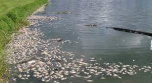 Fish Farming Pond