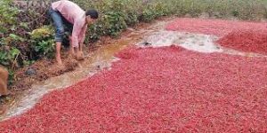 Khammam Mirchi Farmers