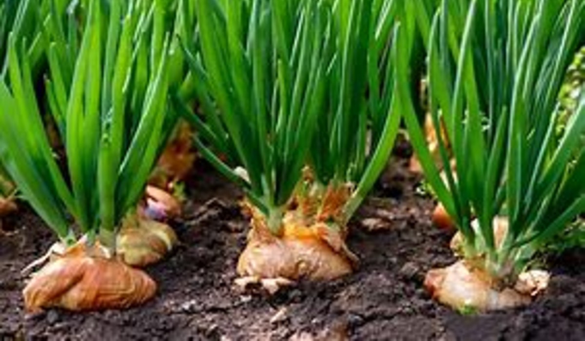 easy-ways-to-onion-cultivation