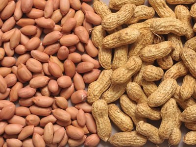 groundnut