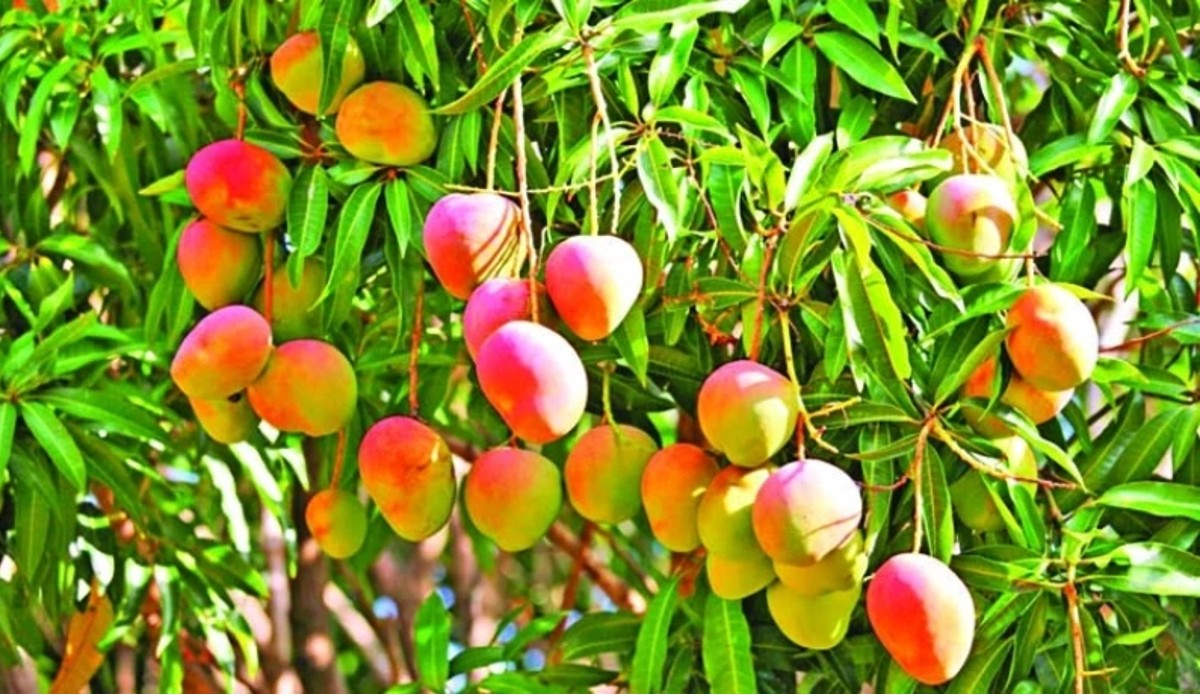 Importance of mango cultivation details are here