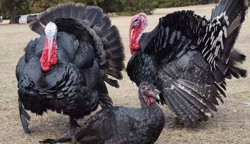 live turkey hens