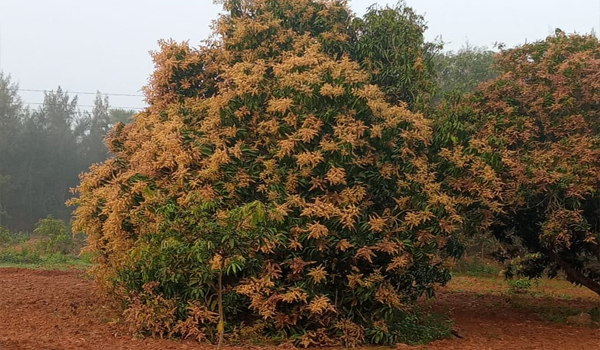 Mango Flowers 