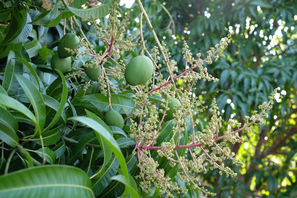 mango flower 