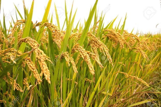 paddy field