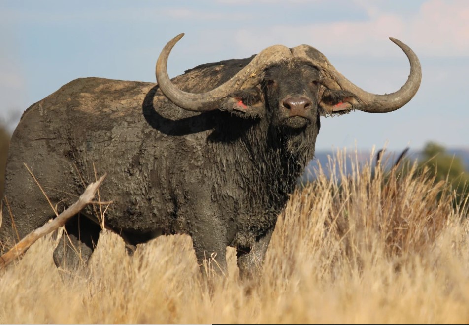 Worlds Most Expensive Buffalo