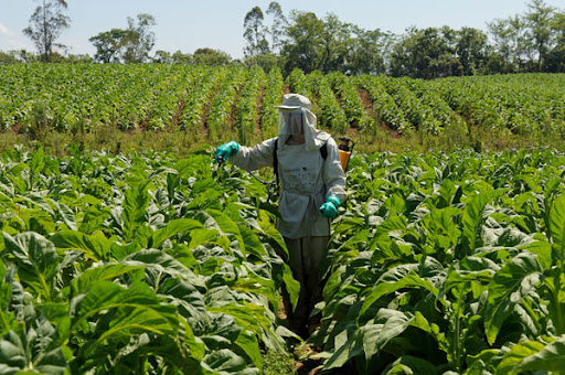 tobacco crop