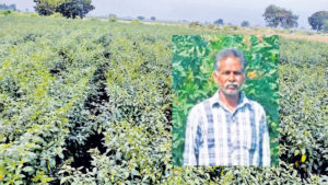 Homoeopathy In Chilli Crop