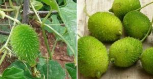 Teasle Gourd Cultivation