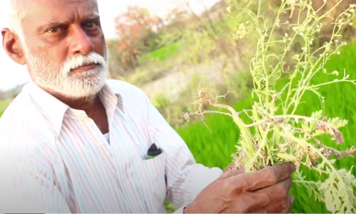 Natural Pesticide