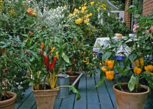 Patio Vegetable Garden