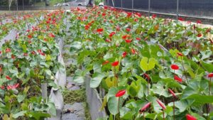 Anthurium Plant Care