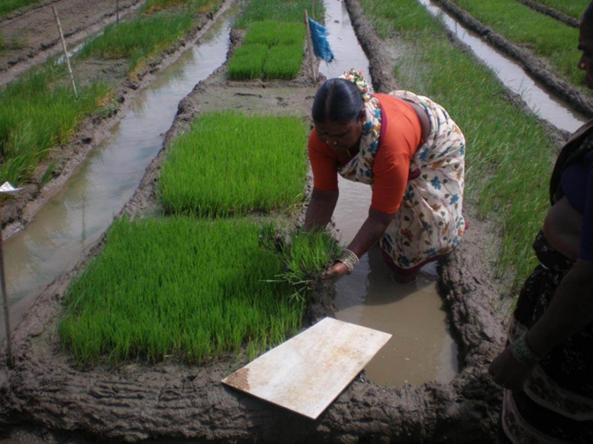 SRI Method of Paddy