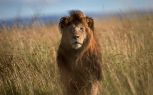 Forest Lion