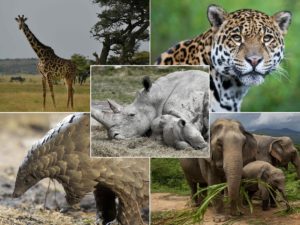 Wildlife Animals