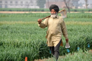 Punjab Agriculture