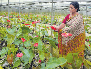 Anthurium Plant Care