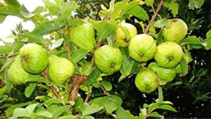 Guava 