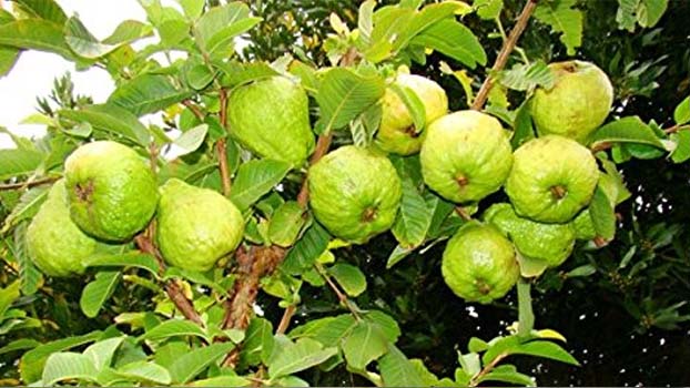 Guava Cultivation