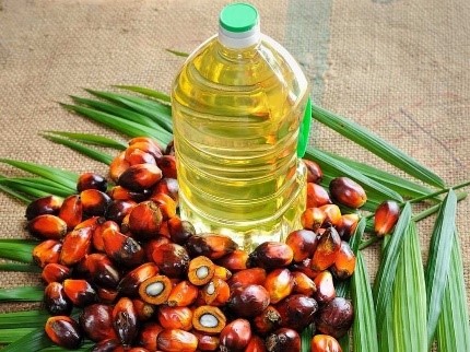 Oil Palm