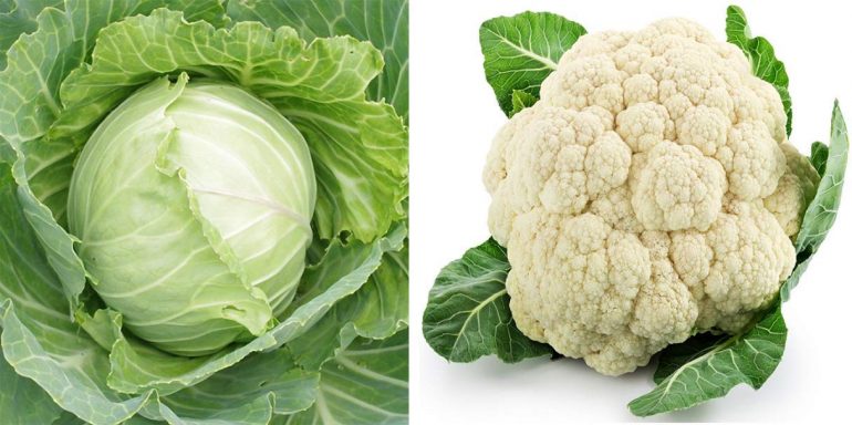 Cabbage And Cauliflower