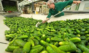 Gherkins Cultivation