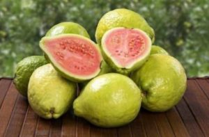 Guava Horticultural Production