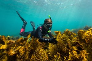 Coral reef degradation