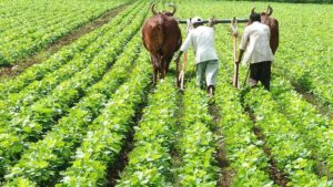 Haryana Agriculture