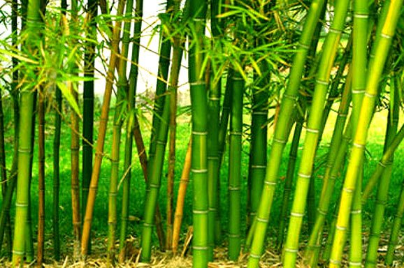 Bamboo Cultivation