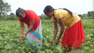 Green Farming in Sri Lanka