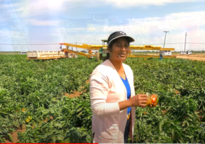 Bell Pepper Farming in USA