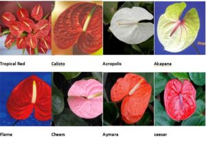 Anthurium Plant Care