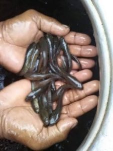 Korameenu fish seed Staking
