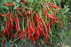 Red Chilli Farming