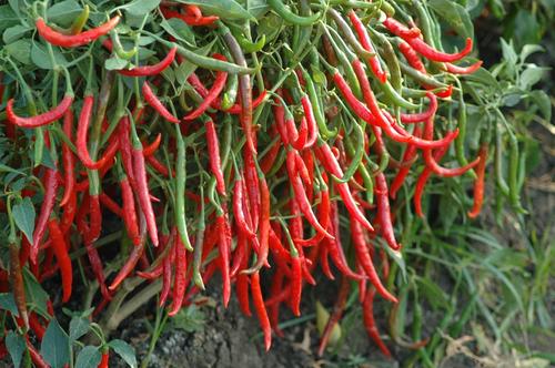 Chilli Farming