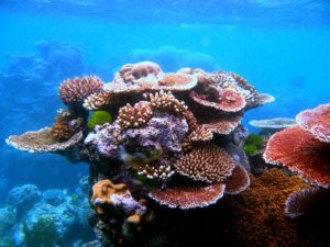 Coral reef degradation