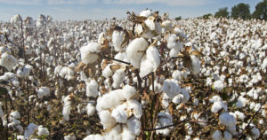 Cotton Crop