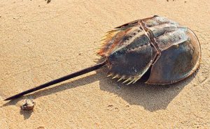 Horseshoe Crab