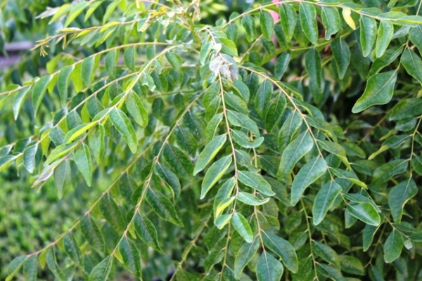 Curry Leaves Farming