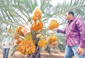 Date Palm Crop