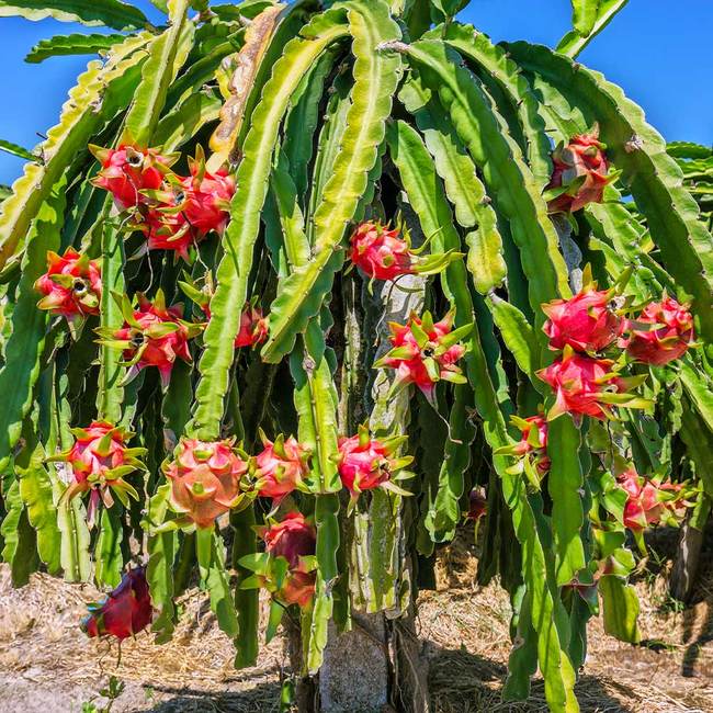 Dragon Fruit Cultivation