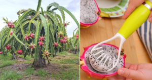 Dragon Fruit Cultivation