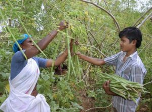 Drumstick Cultivation