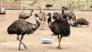 Emu Bird Farming