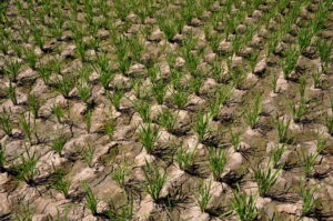 SRI Method of Paddy Cultivation