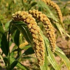 Foxtail Millet Cultivation