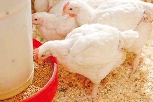 Layer Poultry Farming in India