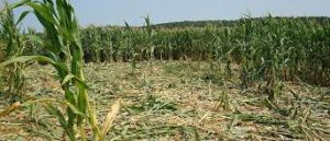 Destroyed Crops