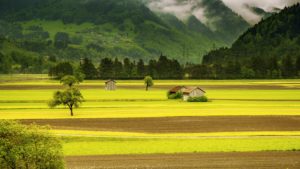 Green Farming